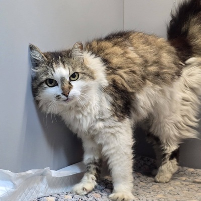 Liebe Katze Romy sucht Dich zum schmusen und kuscheln, EKH - Katze