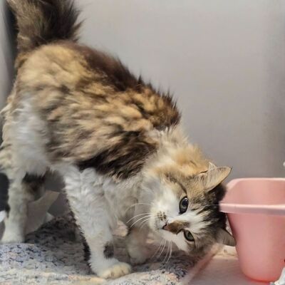 Liebe Katze Romy sucht Dich zum schmusen und kuscheln, EKH - Katze