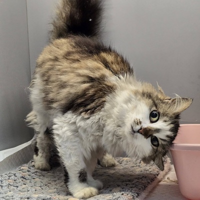 Liebe Katze Romy sucht Dich zum schmusen und kuscheln, EKH - Katze