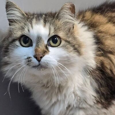 Liebe Katze Romy sucht Dich zum schmusen und kuscheln, EKH - Katze