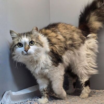 Liebe Katze Romy sucht Dich zum schmusen und kuscheln, EKH - Katze