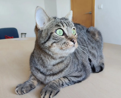 Liebenswerter Bastian auf der dringenden Suche nach seinem Glück, EKH - Kater