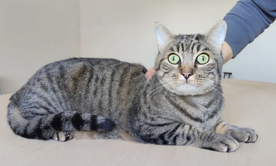 Liebenswerter Bastian auf der dringenden Suche nach seinem Glück, EKH - Kater