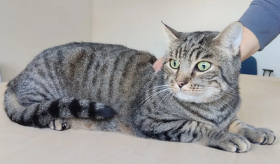 Liebenswerter Bastian auf der dringenden Suche nach seinem Glück, EKH - Kater