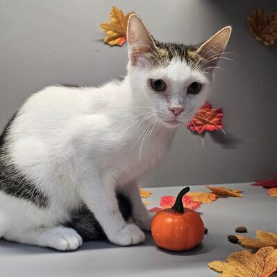 Lieber Kater Bailey packt gern seinen Koffer, EKH Jungtier - Kater