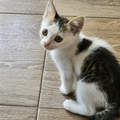 Lieber Kater Bailey packt gern seinen Koffer, EKH Jungtier - Kater