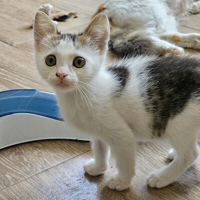 Lieber Kater Bailey packt gern seinen Koffer, EKH Jungtier - Kater