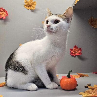 Lieber Kater Bailey sucht seine Dosis, EKH - Kater