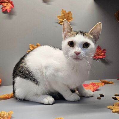 Lieber Kater Bailey sucht seine Dosis, EKH - Kater