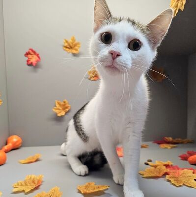 Lieber Kater Bailey sucht seine Dosis, EKH - Kater