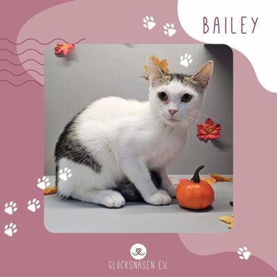Lieber Kater Bailey wartet auf Dich, EKH - Kater