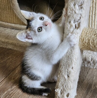 Lieber Kater Bailey wartet auf Dich, EKH - Kater