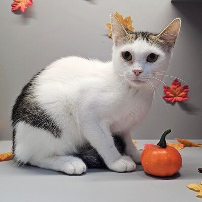 Lieber Kater Bailey wartet auf Dich, EKH - Kater
