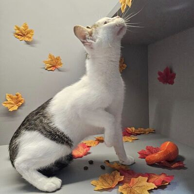 Lieber Kater Bailey wartet auf Dich, EKH - Kater