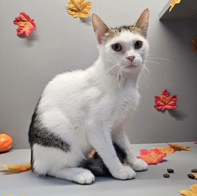 Lieber Kater Bailey wartet auf Dich, EKH - Kater