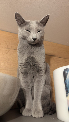 Lieber Kater sucht neues Zuhause, Russisch Blau - Kater