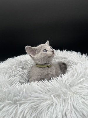 Lieber Kater sucht neues Zuhause, Russisch Blau - Kater