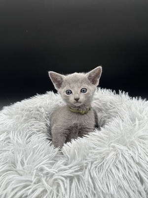 Lieber Kater sucht neues Zuhause, Russisch Blau - Kater