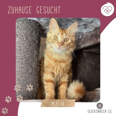 Lieber Katzenjunge Malik wartet auf sein Happy End, EKH Jungtier - Kater