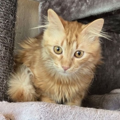 Lieber Katzenjunge Malik wartet auf sein Happy End, EKH Jungtier - Kater