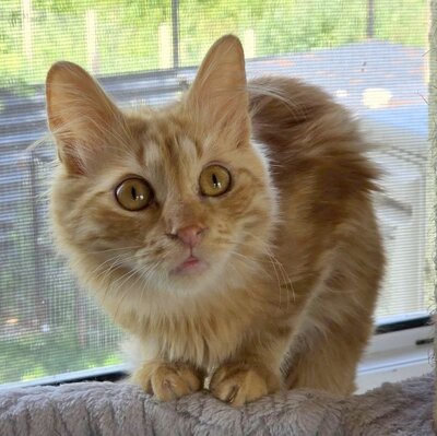Lieber Katzenjunge Malik wartet auf sein Happy End, EKH Jungtier - Kater