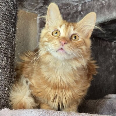 Lieber Katzenjunge Malik wartet auf sein Happy End, EKH Jungtier - Kater
