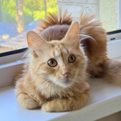Lieber Katzenjunge Malik wartet auf sein Happy End, EKH Jungtier - Kater