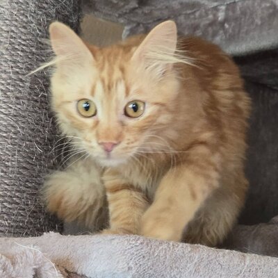 Lieber Katzenjunge Malik wartet auf sein Happy End, EKH Jungtier - Kater