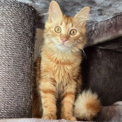 Lieber Katzenjunge Malik wartet auf sein Happy End, EKH Jungtier - Kater