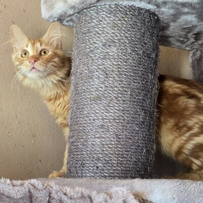 Lieber Katzenjunge Malik wartet auf sein Happy End, EKH Jungtier - Kater