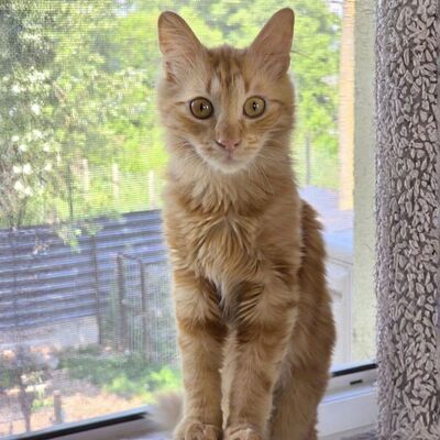 Lieber Katzenjunge Malik wartet auf sein Happy End, EKH Jungtier - Kater