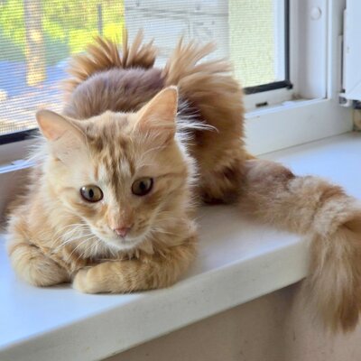 Lieber Katzenjunge Malik wartet auf sein Happy End, EKH Jungtier - Kater