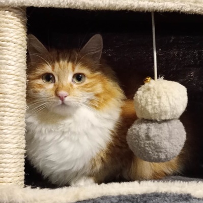 Liebes Kätzchen Juna spielt gern, EKH Jungtier - Katze