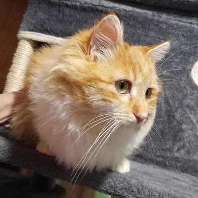 Liebes Kätzchen Juna spielt gern, EKH Jungtier - Katze