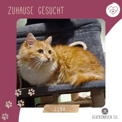 Liebes Kätzchen Juna spielt gern, EKH Jungtier - Katze