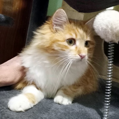 Liebes Kätzchen Juna spielt gern, EKH Jungtier - Katze