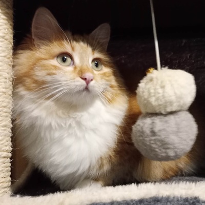 Liebes Kätzchen Juna spielt gern, EKH Jungtier - Katze