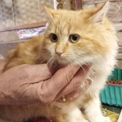 Liebes Kätzchen Juna spielt gern, EKH Jungtier - Katze