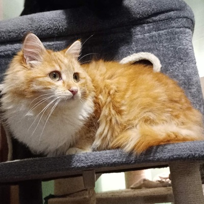 Liebes Kätzchen Juna spielt gern, EKH Jungtier - Katze