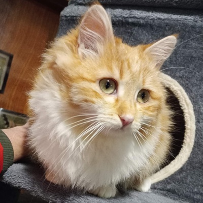 Liebes Kätzchen Juna wartet auf Post von Dir, EKH Jungtier - Katze