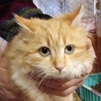 Liebes Kätzchen Juna wartet auf Post von Dir, EKH Jungtier - Katze