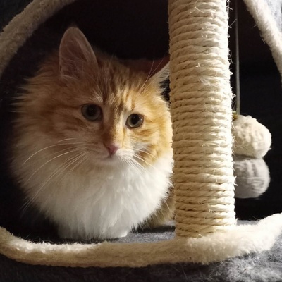 Liebes Kätzchen Juna wartet auf Post von Dir, EKH Jungtier - Katze