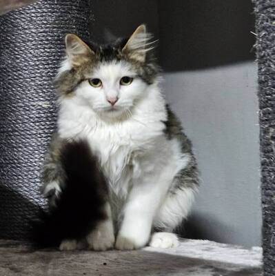 Liebes Kätzchen Princess sucht ihre Menschen, EKH Jungtier - Katze