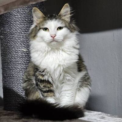 Liebes Kätzchen Princess sucht ihre Menschen, EKH Jungtier - Katze