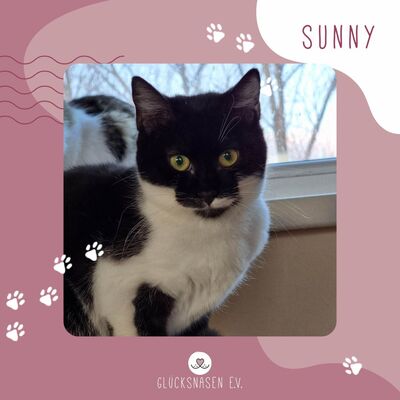 Liebes Kätzchen Sunny sucht ihre Dosis, EKH - Katze 1