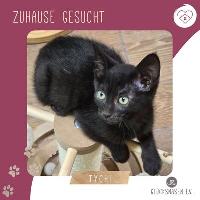 Liebes Kätzchen Tychi sucht ihre Menschen, EKH Jungtier - Katze