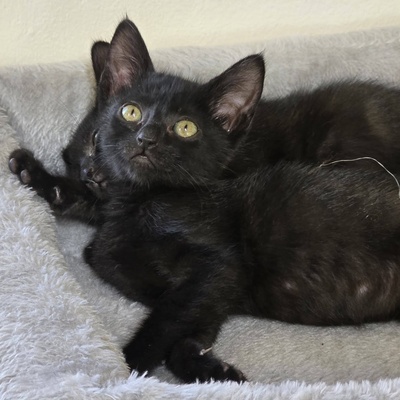 Liebes Kätzchen Tychi sucht ihre Menschen, EKH Jungtier - Katze