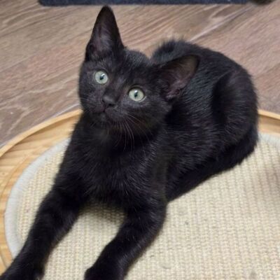 Liebes Kätzchen Tychi sucht ihre Menschen, EKH Jungtier - Katze