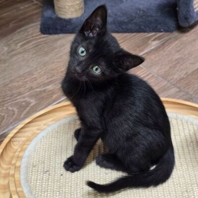 Liebes Kätzchen Tychi sucht ihre Menschen, EKH Jungtier - Katze