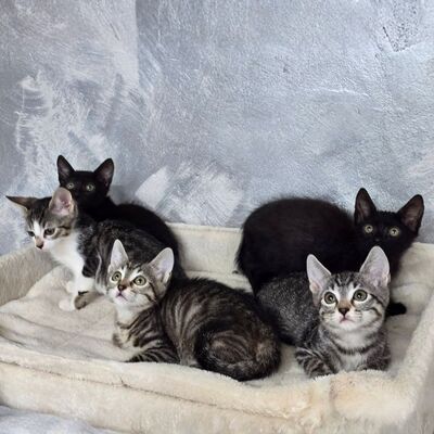 Liebes Kätzchen Tychi sucht ihre Menschen, EKH Jungtier - Katze